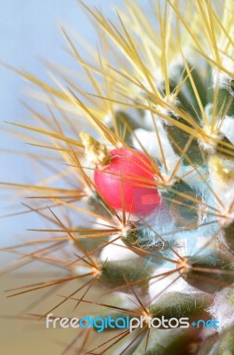 Cactus Stock Photo