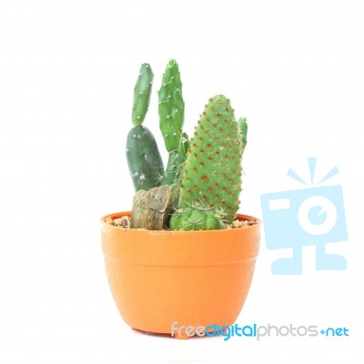 Cactus Stock Photo