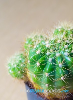 Cactus Stock Photo