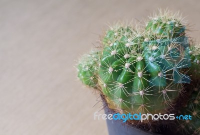 Cactus Stock Photo