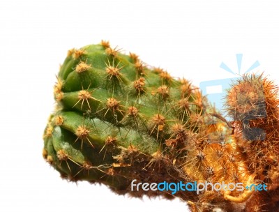 Cactus Stock Photo