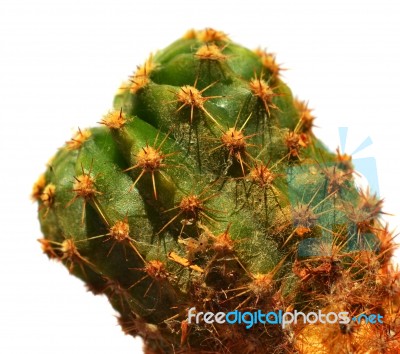 Cactus Stock Photo