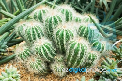 Cactus Stock Photo