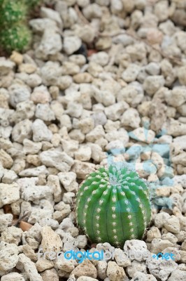 Cactus Stock Photo