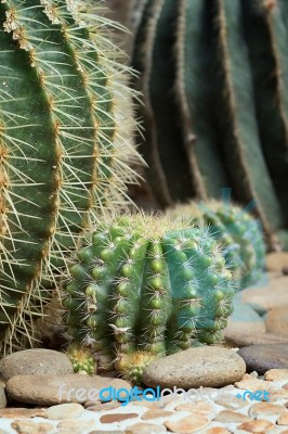 Cactus Stock Photo