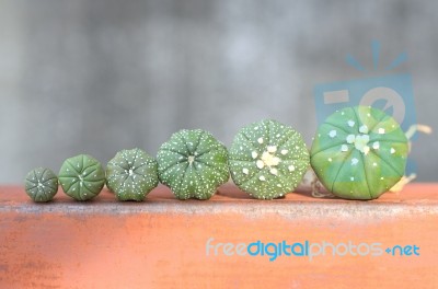 Cactus Stock Photo