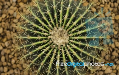 Cactus Stock Photo