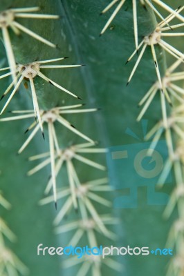 Cactus  Stock Photo