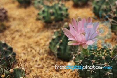 Cactus And Its Flower Stock Photo