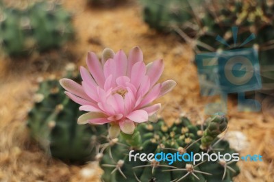 Cactus And Its Flower Stock Photo