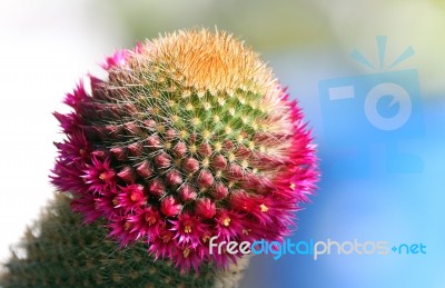 Cactus Blossoms Stock Photo