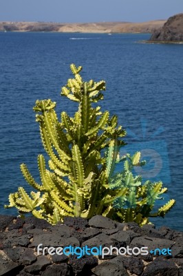 Cactus Bush  R In El Golfo Lanzarote Spain Stock Photo