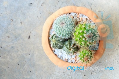 Cactus ( Cereus Hexagonus Mill ) On Flowerpot And Blank Area At Stock Photo