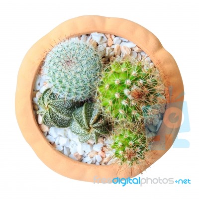 Cactus ( Cereus Hexagonus Mill ) On Flowerpot ( Isolated Backgro… Stock Photo