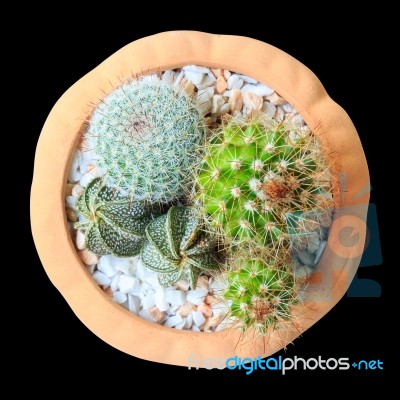 Cactus ( Cereus Hexagonus Mill ) On Flowerpot ( Isolated Backgro… Stock Photo