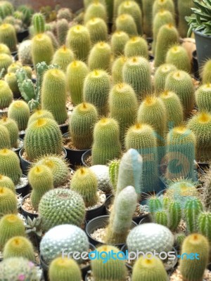 Cactus Close-up Stock Photo