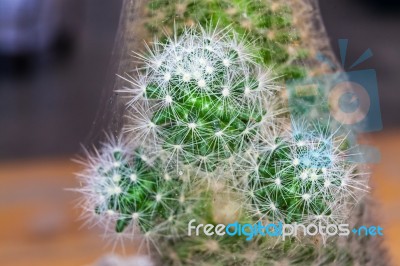 Cactus Close Up Macro Stock Photo