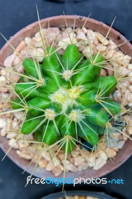 Cactus Close Up Macro Stock Photo