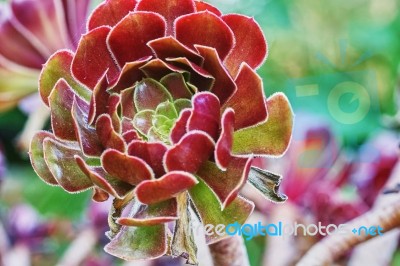 Cactus Flower Stock Photo