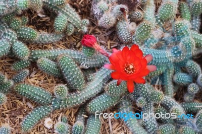 Cactus Flower Stock Photo