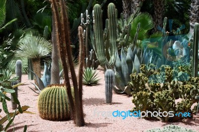 Cactus Garden Stock Photo