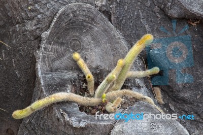 Cactus Growing In Dead Tree Trunk Stock Photo