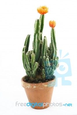 Cactus In A Pot Stock Photo