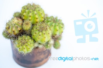 
Cactus In A Pot With Water And Add A Drop-looking Cut On A Whit… Stock Photo