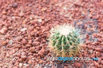 Cactus In Desert  For Background Or Wallpaper Stock Photo