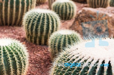 Cactus In Desert  For Background Or Wallpaper Stock Photo