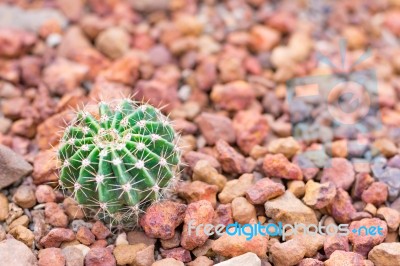 Cactus In Desert  For Background Or Wallpaper Stock Photo