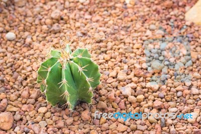 Cactus In Desert  For Background Or Wallpaper Stock Photo