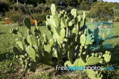 Cactus In Garden Stock Photo