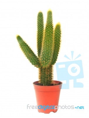 Cactus In Pot Isolated White Background Stock Photo