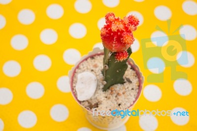 Cactus In Pot On Yellow Dot Table Stock Photo