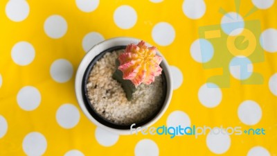 Cactus In Pot On Yellow Dot Table Stock Photo