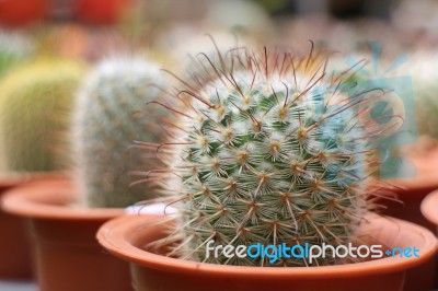 Cactus In Pots Stock Photo