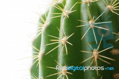 Cactus Medical Isolated On White Background  Stock Photo