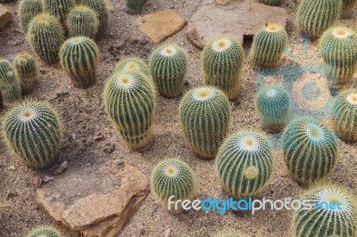 Cactus On Dirt Soil Stock Photo