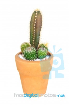 Cactus On Isolated Background ( Cereus Hexagonus Mill ) Stock Photo