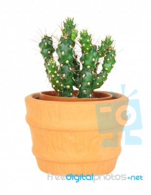 Cactus On Isolated Background ( Cereus Hexagonus Mill ) Stock Photo