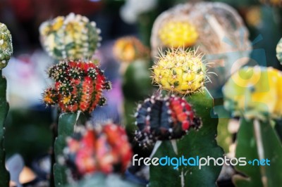 Cactus Planted In Pot Stock Photo