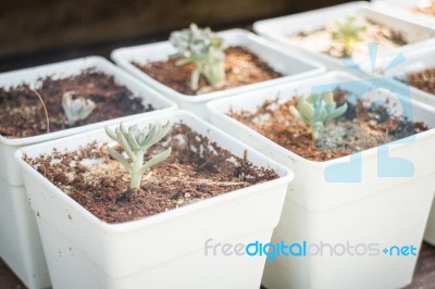 Cactus Plants In Minimal Garden Stock Photo