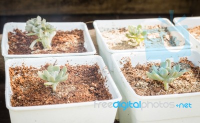 Cactus Plants In Minimal Garden Stock Photo