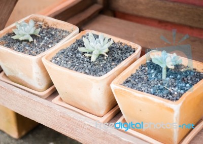 Cactus Plants In Minimal Garden Stock Photo