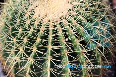 Cactus Thorn Background Stock Photo