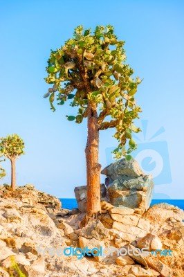 Cactus Trees In Galapagos Islands Stock Photo