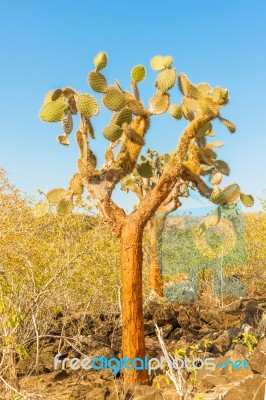 Cactus Trees In Galapagos Islands Stock Photo