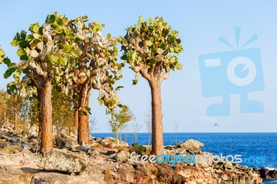 Cactus Trees In Galapagos Islands Stock Photo