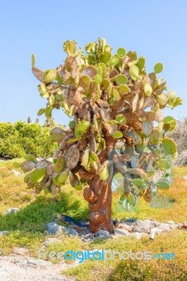 Cactus Trees In Galapagos Islands Stock Photo